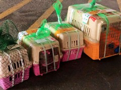嘉兴国内宠物托运