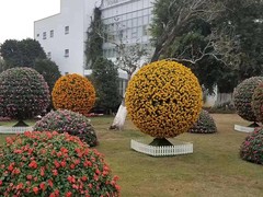 长春花园肥料
