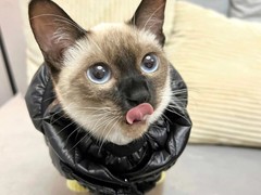 乌鲁木齐暹罗猫领养
