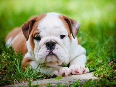 镇江法国斗牛犬领养