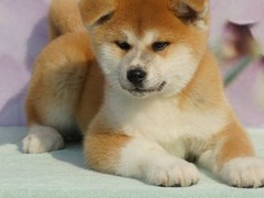 淄博秋田犬