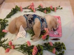 重庆宠物殡仪