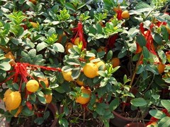 泰州鲜花订购电话