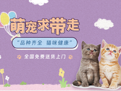 漳州缅因猫出售