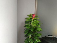 中山绿植盆栽出租