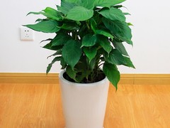 遵义绿植养护公司