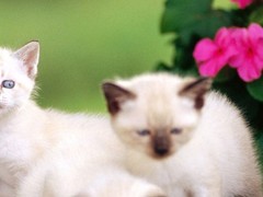 南宁新加坡猫价格