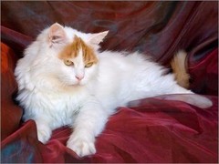 东莞土耳其梵猫领养