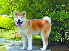 惠州秋田犬出售