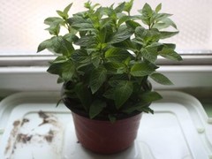 镇江礼品鲜花