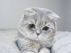中山折耳猫领养