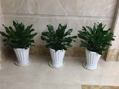 邯郸绿植店