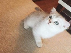 拉萨苏格兰折耳猫领养