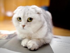 淄博折耳猫领养