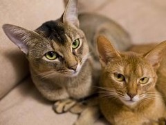 太原阿比西尼亚猫领养
