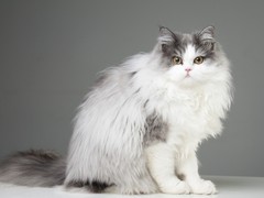 珠海波斯猫出售