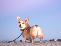 本地出售支持上门看狗