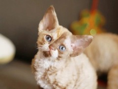 佛山塞尔凯克卷毛猫领养