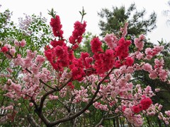 桃花树苗