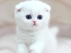 呼和浩特折耳猫出售