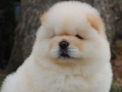 昆明松狮