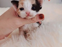 郑州美国卷毛猫领养