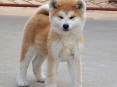 邯郸秋田犬出售