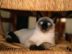 佛山暹罗猫领养
