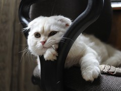 兰州折耳猫价格