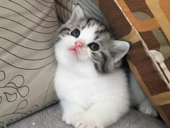 德州异国短毛猫出售