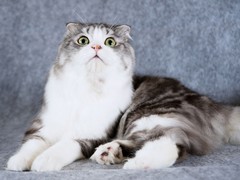厦门折耳猫领养
