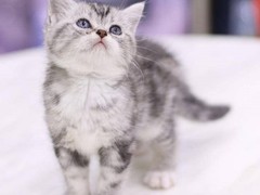威海英国短毛猫价格