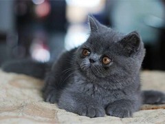 天津美国短毛猫领养