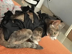 邯郸宠物狗寄养