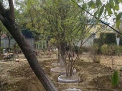 大连东方绿化苗圃苗木基地