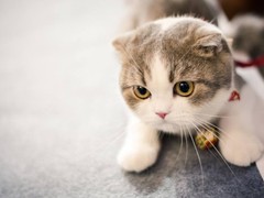 惠州折耳猫领养