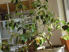 烟台鲜花预订