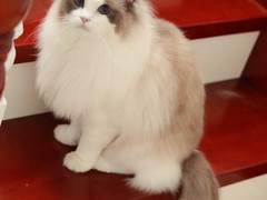 泉州布偶猫出售
