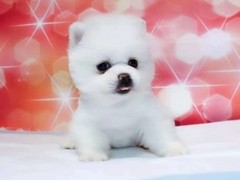 本地出售支持上门看狗