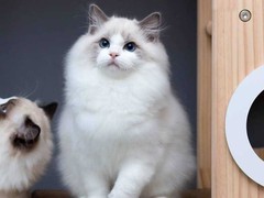 西宁布偶猫价格