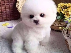 芜湖比熊价格
