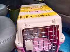 温州宠物托运公司电话
