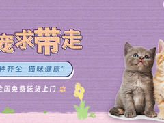 嘉兴苏格兰折耳猫价格