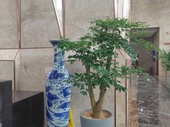 烟台绿植订购