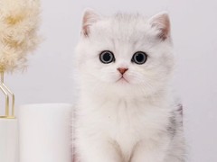 心暖猫舍