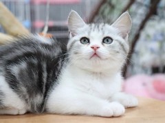 临沂异国短毛猫价格