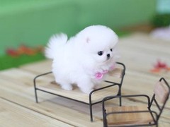 本地出售支持上门看狗