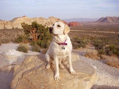 绵阳拉布拉多寻回犬