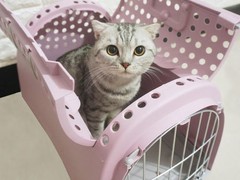 东莞宠物托运公司电话