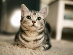 台州英国短毛猫出售